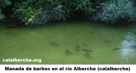Barbos en el ro Alberche (Calalberche.org)